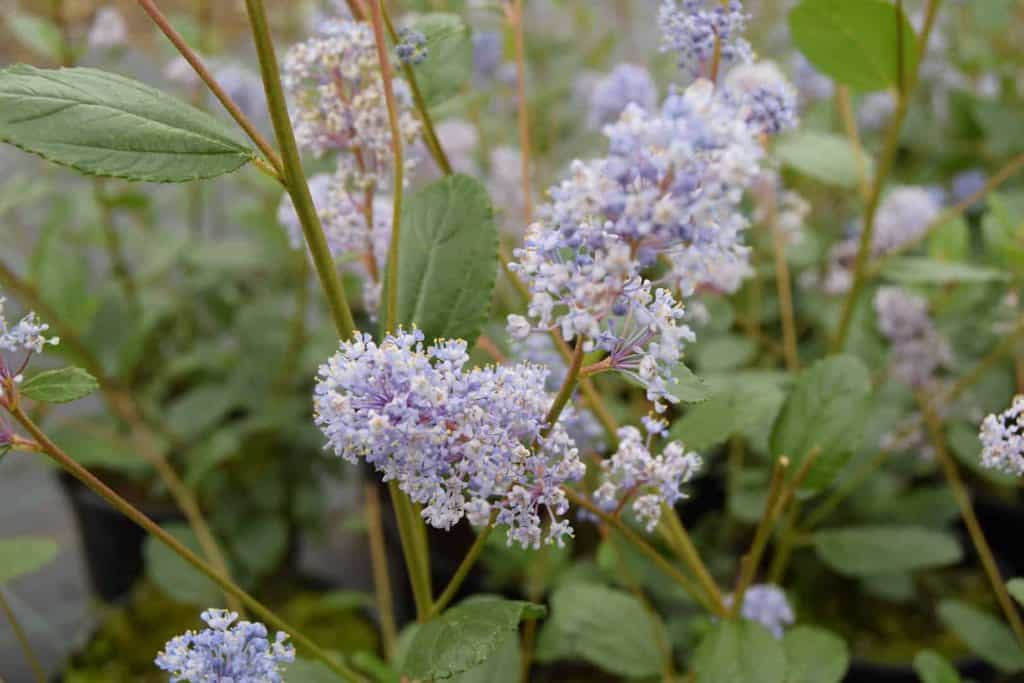 Ceanothus 'Autumnal Blue' 30-40 cm
